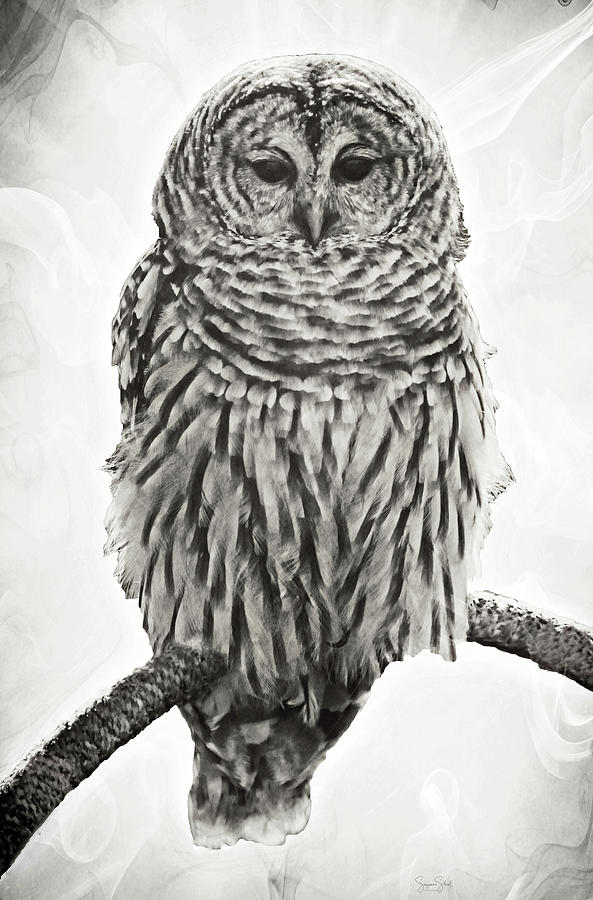 Barred Owl Portrait Photograph by Suzanne Stout