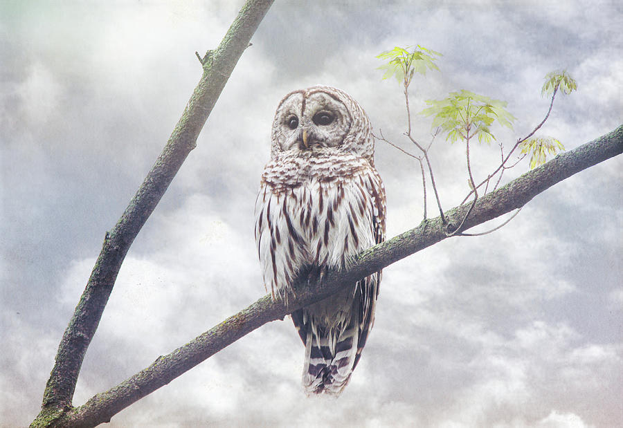 Barred Owl Portrait Textured Photograph by Dan Sproul