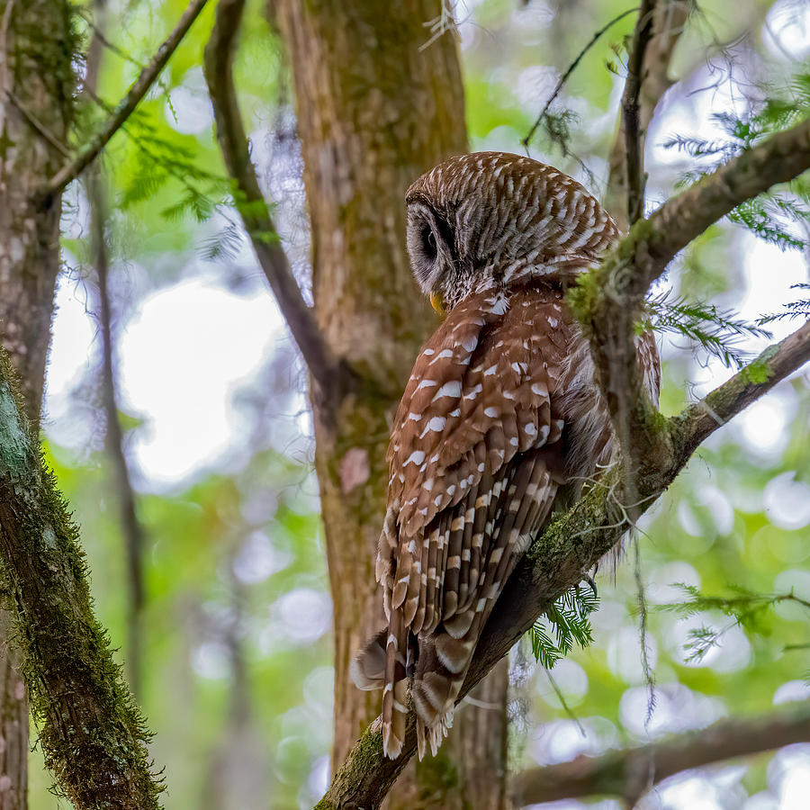 Barred Owl Profile Photograph by Larry Maras Barred Owl Profile Photograph by Larry Maras