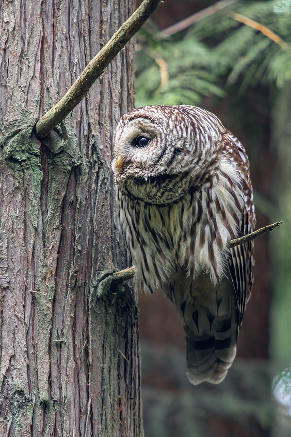 Barred Owl Profile Photograph by Michael Rauwolf