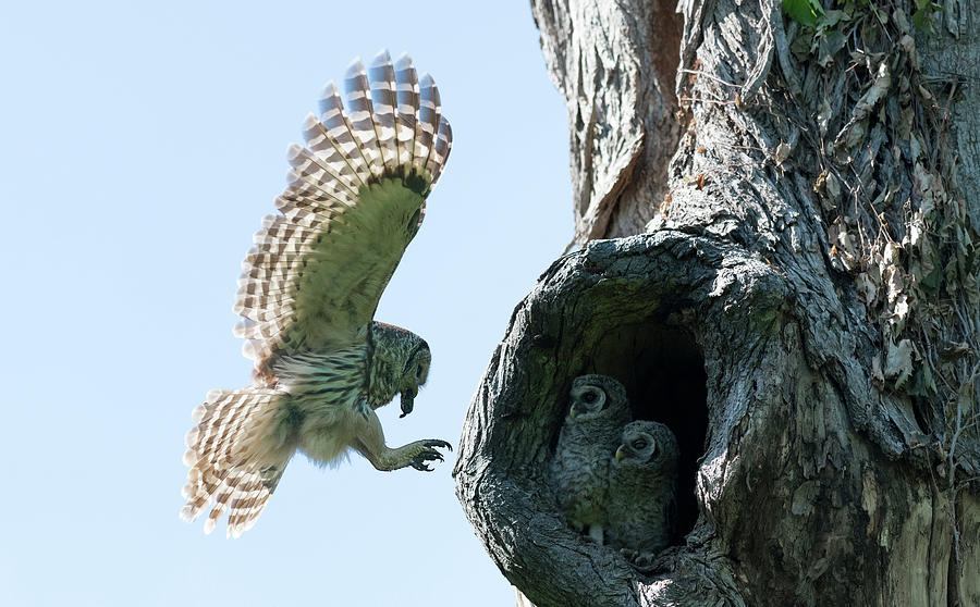 Feeding Time - Female Barred owl Photograph by Puttaswamy Ravishankar