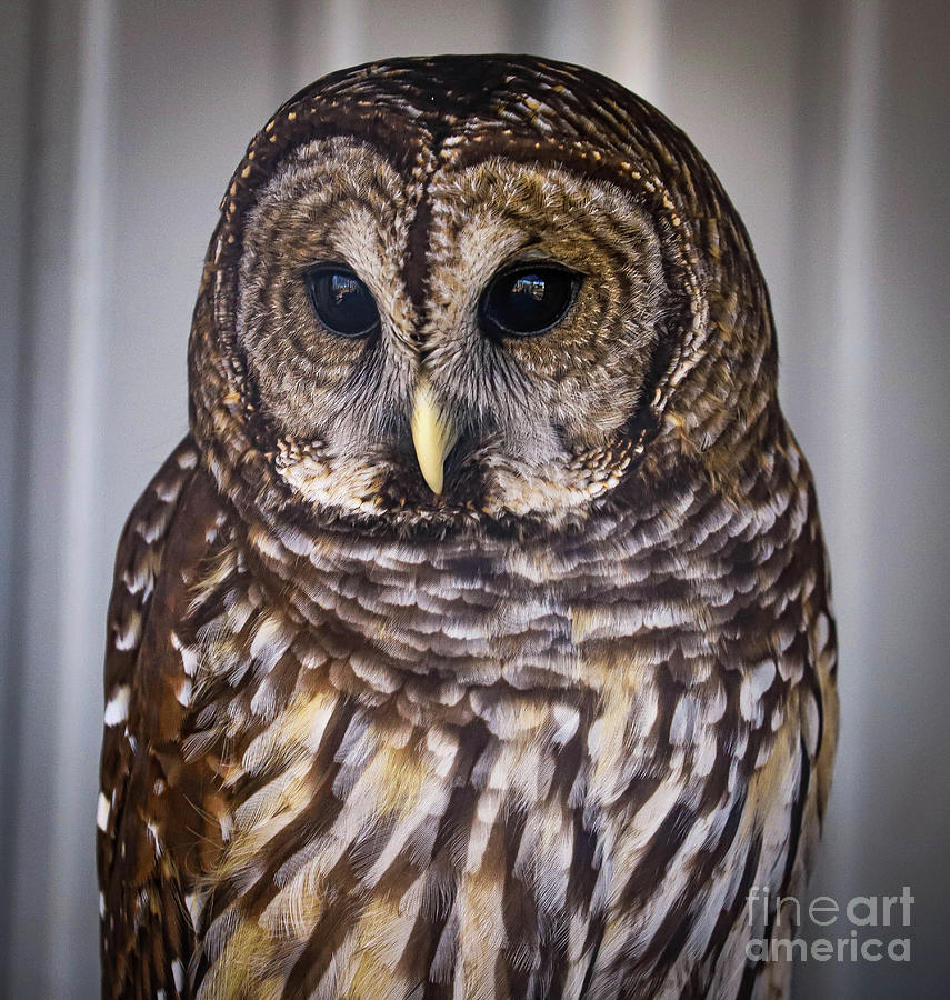 Barred Owl Reelfoot Lake Photograph by Veronica Batterson