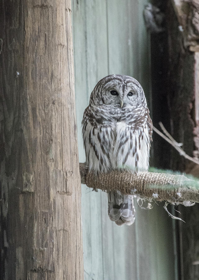 Barred Owl Photograph by Sally Cooper