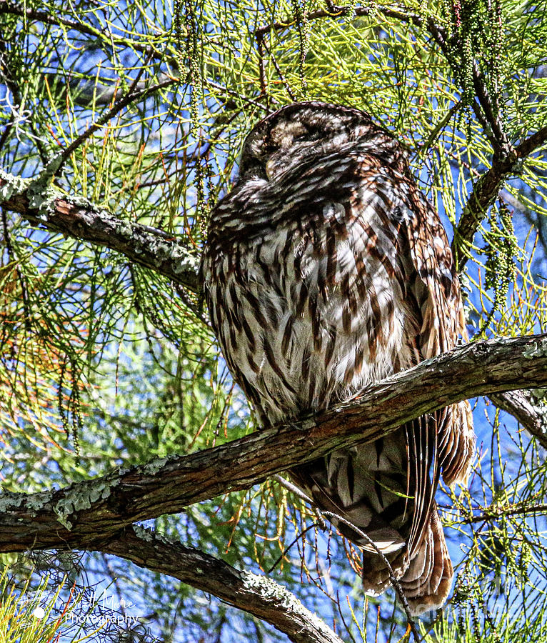 Barred Owl Photograph by Scott Moore