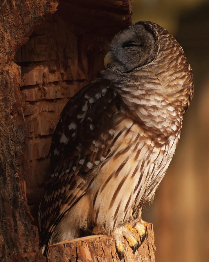 Owl Photograph - Barred Owl Sleeping In A Tree by Flees Photos