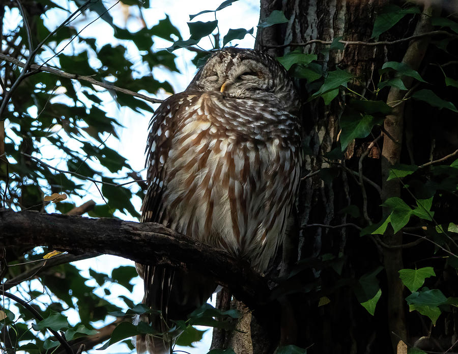 Barred Owl - Sleepy Owl Photograph by Chad Meyer