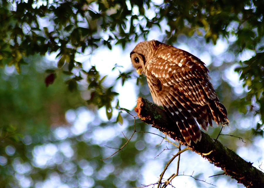 Barred Owl Snacking Photograph by Warren Thompson