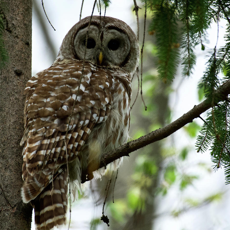 Barred Owl Photograph by Sonja Jones