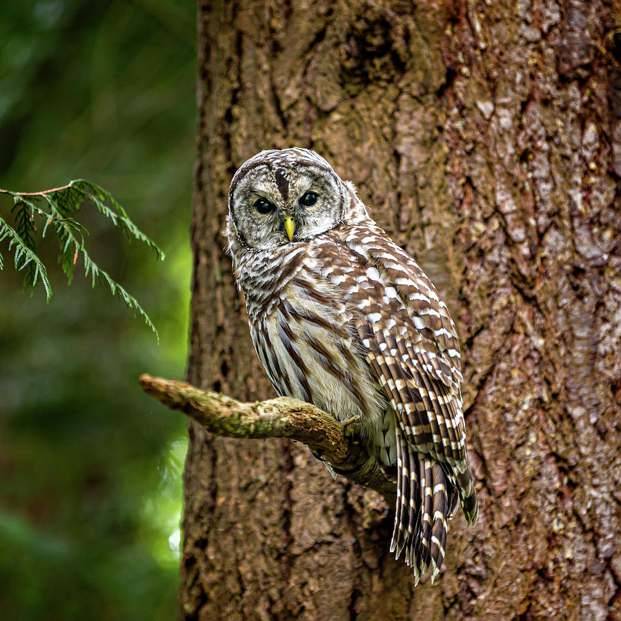Barred Owl Square Photograph