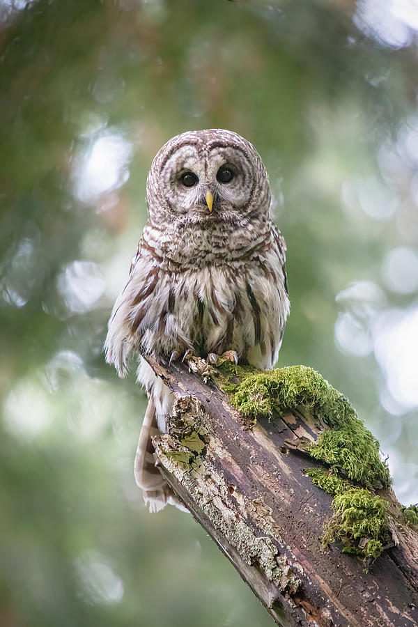 Barred Owl Stare Photograph by Michael Rauwolf