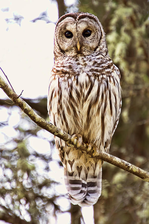 Barred Owl Stare Photograph by Peggy Collins