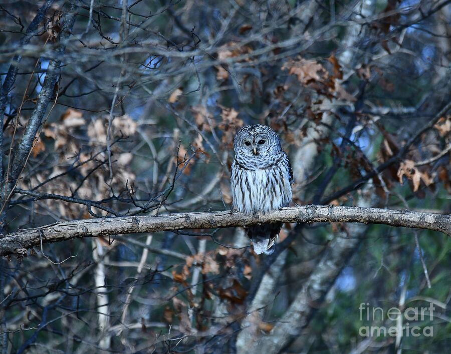 Barred Owl Photograph by Steve Brown