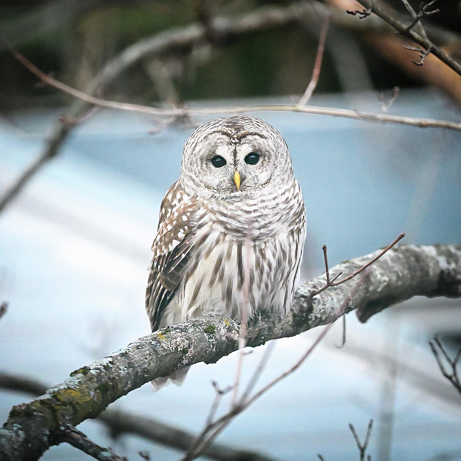 Barred Owl Photograph by Steven Nelson