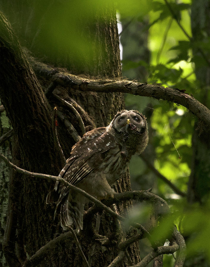 Barred Owl, Strix varia, Raptor, North Carolina, Photograph, Print 2 ...