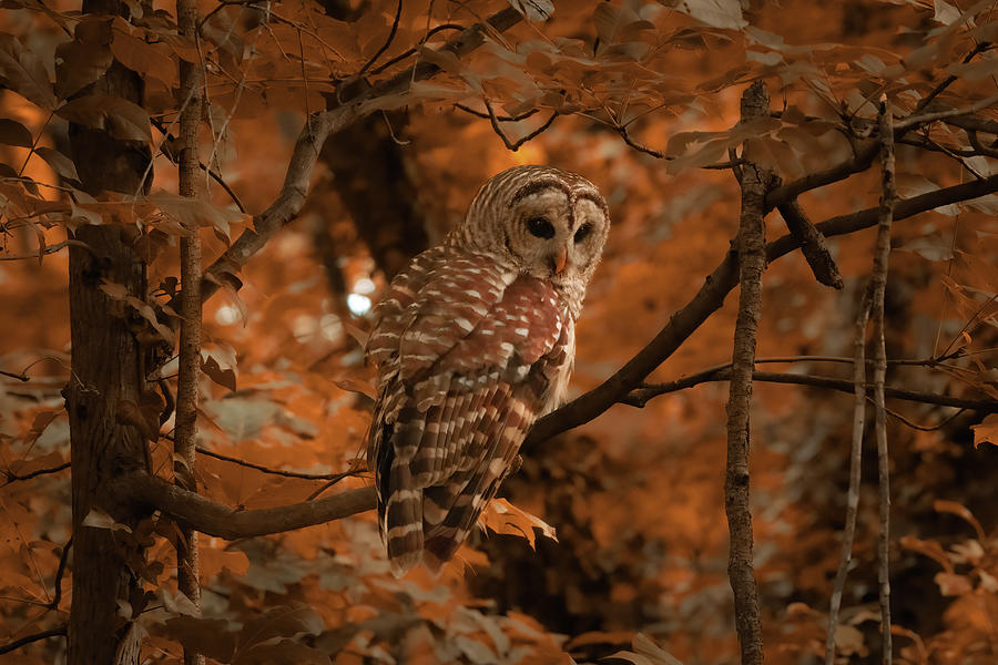 Barred Owl - Summer Heat Photograph by Chad Meyer