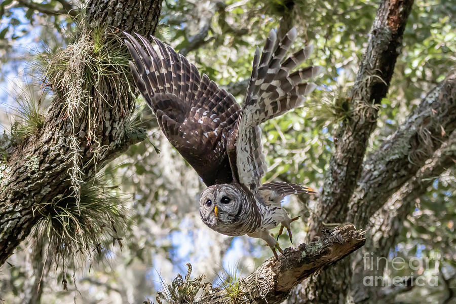 Barred Owl Take Off Photograph by Tom Claud