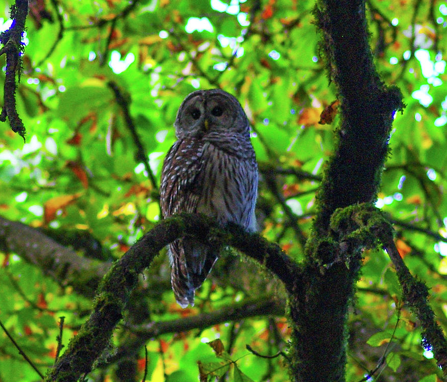 Barred Owl Photograph by Teresa Herlinger