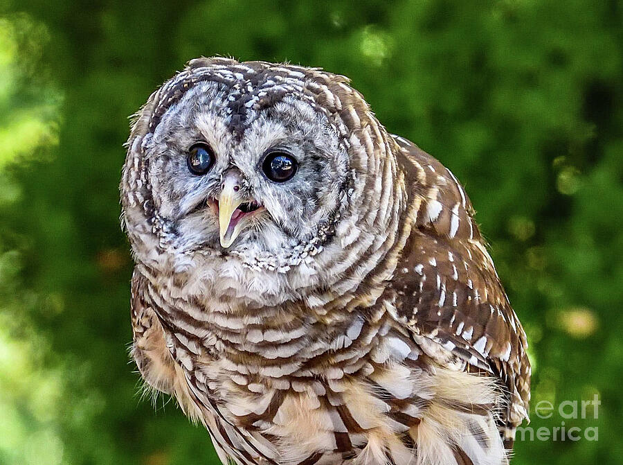 Barred Owl - The Eyes Have It Photograph