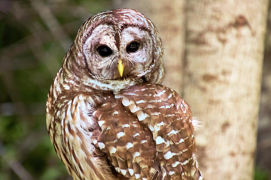 Barred Owl - The Stare Photograph by Peggy Collins