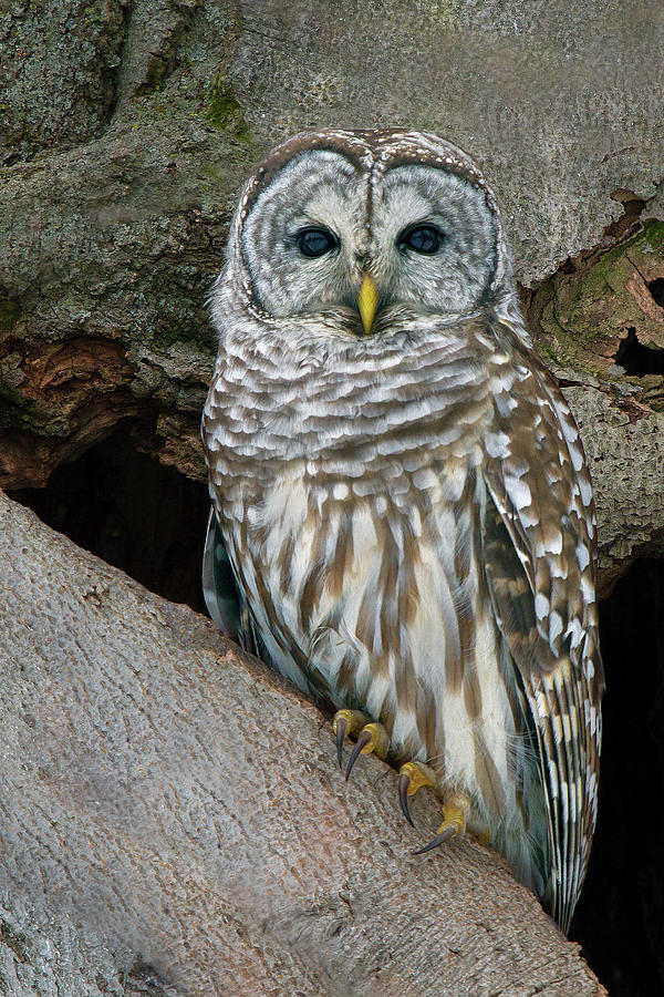 Barred Owl Photograph by Timothy McIntyre
