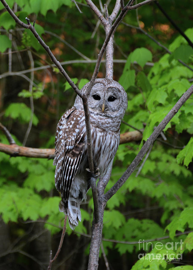Barred Owl Photograph by Wanda-Lynn Searles