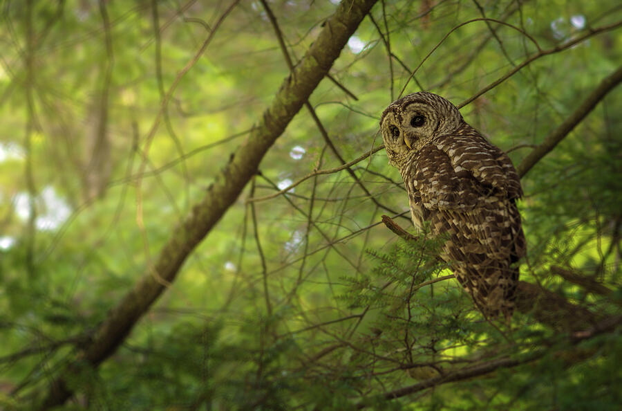 Barred Owl Watching Photograph by Lena Auxier
