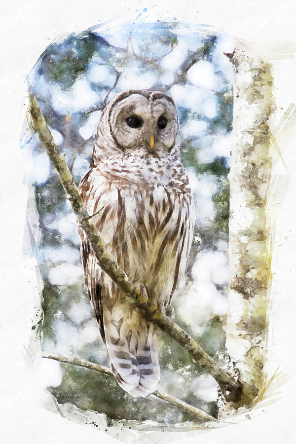 Barred Owl - Wild Raptor of the Forest Photograph by Peggy Collins