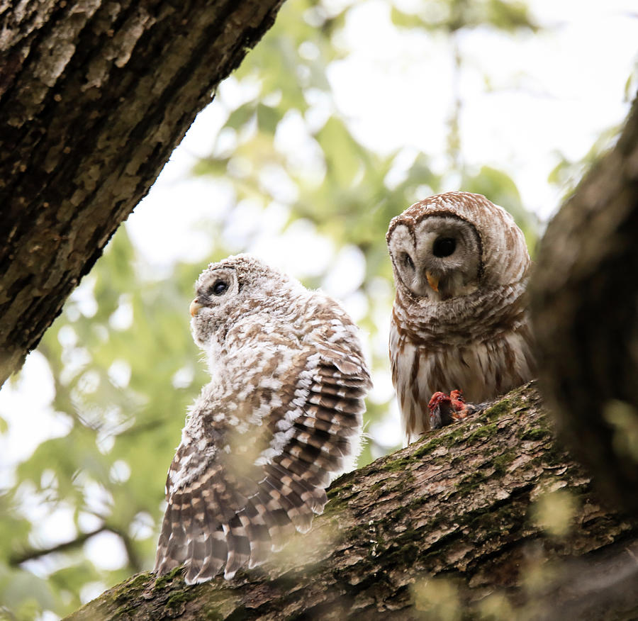Barred Owl With Baby Owl Photograph by Dan Sproul