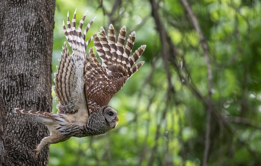 Barred owl with its wings spread Photograph by Puttaswamy Ravishankar