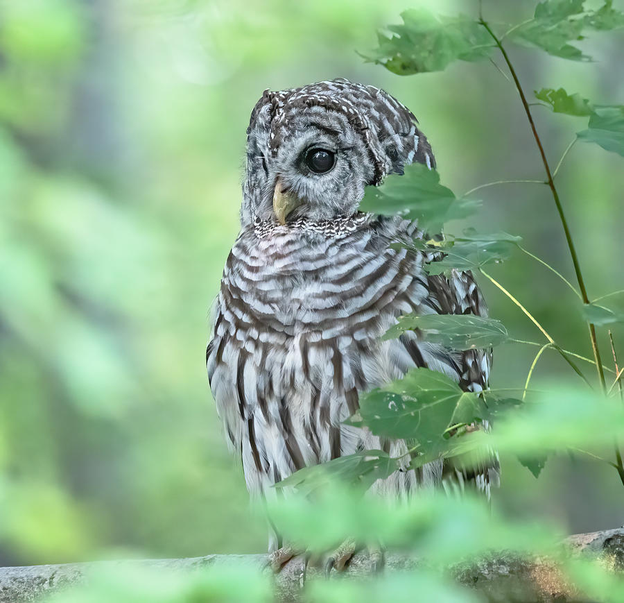 Barred Owl With Leaves Photograph By Scott Miller - Fine Art America