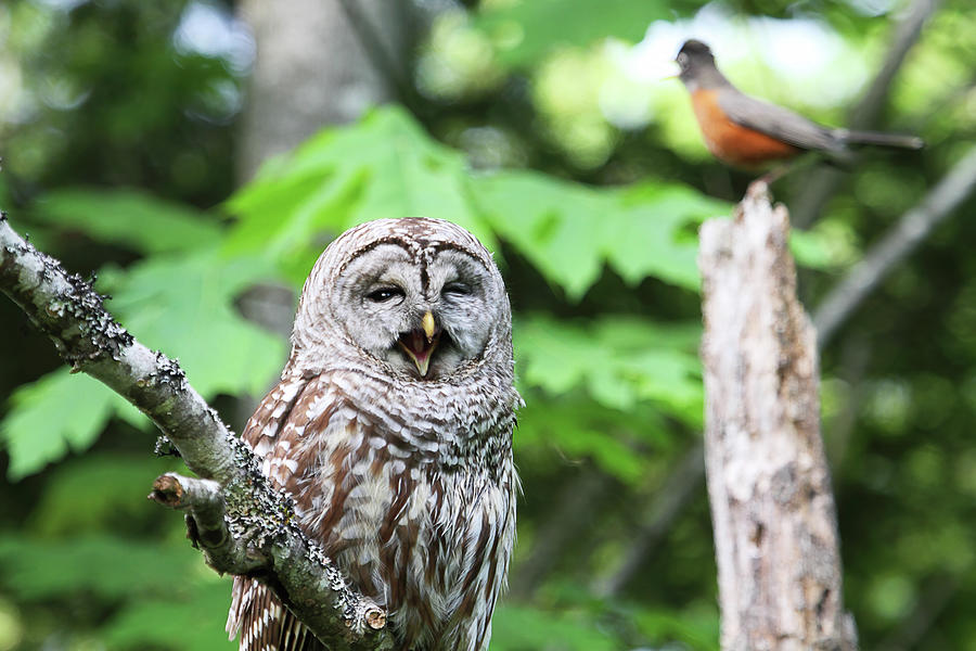 Barred Owl Yawning Photograph by Peggy Collins