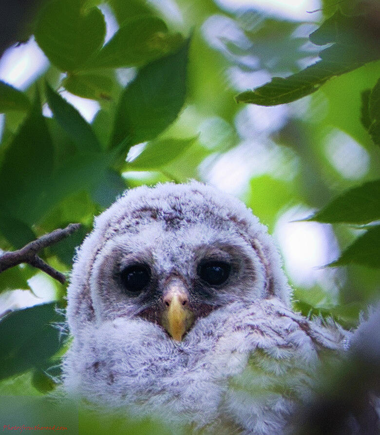 Barred Owlet 1  Photograph by Rene Vasquez