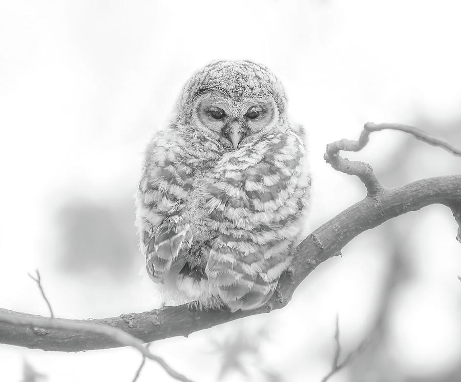 Barred Owlet Ethereal Photograph by Dan Sproul
