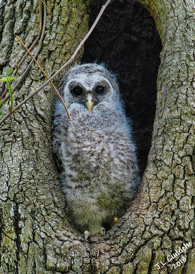 Barred Owlet Photograph by Judy Link Cuddehe
