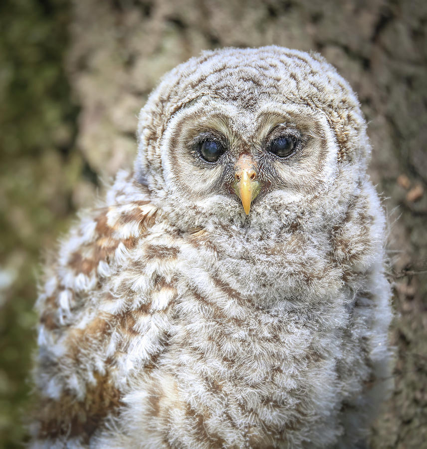 Barred Owlet Portrait Photograph by Dan Sproul