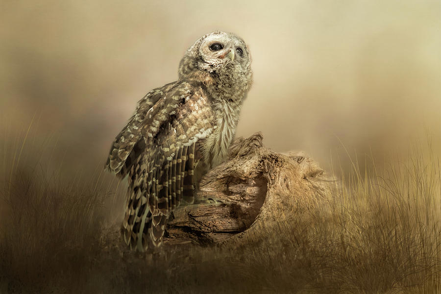 Barred Owlet  Digital Art by TnBackroadsPhotos