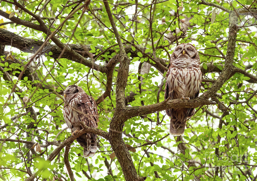 Barred Owls Photograph by Cathy Alba