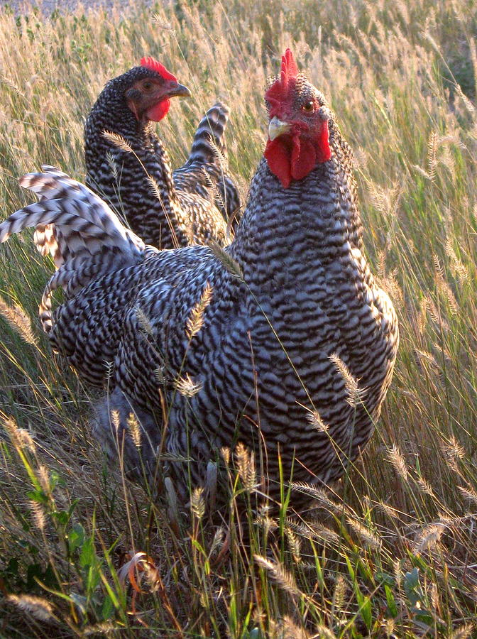 Barred Rock Rooster and Hen Photograph by Katie Keenan