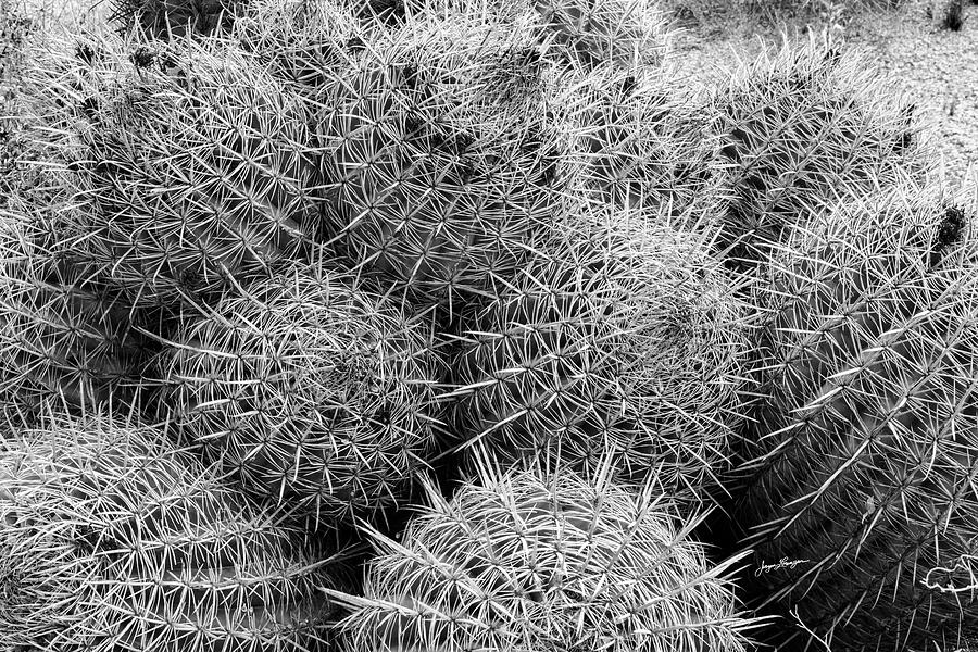 Barrel Cacti Photograph by Jurgen Lorenzen