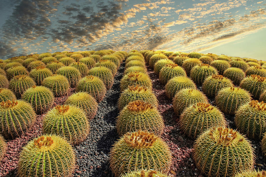Barrel Cacti on Hill Photograph by Darryl Brooks