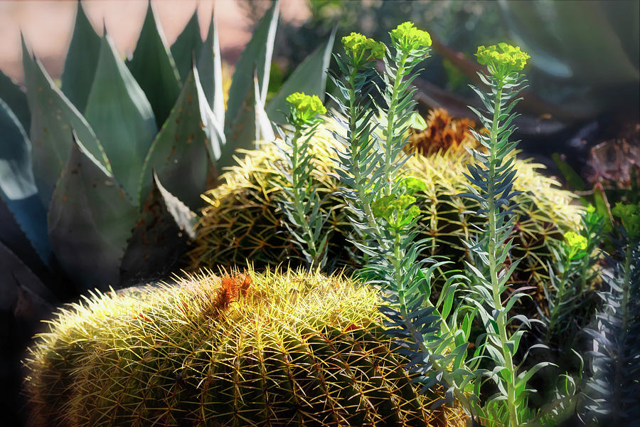 Barrel Cacti  Photograph by Saija Lehtonen
