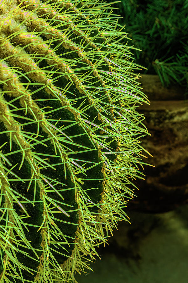 Barrel Cactus-001-C Photograph by David Allen Pierson Barrel Cactus-001-C Photograph by David Allen Pierson