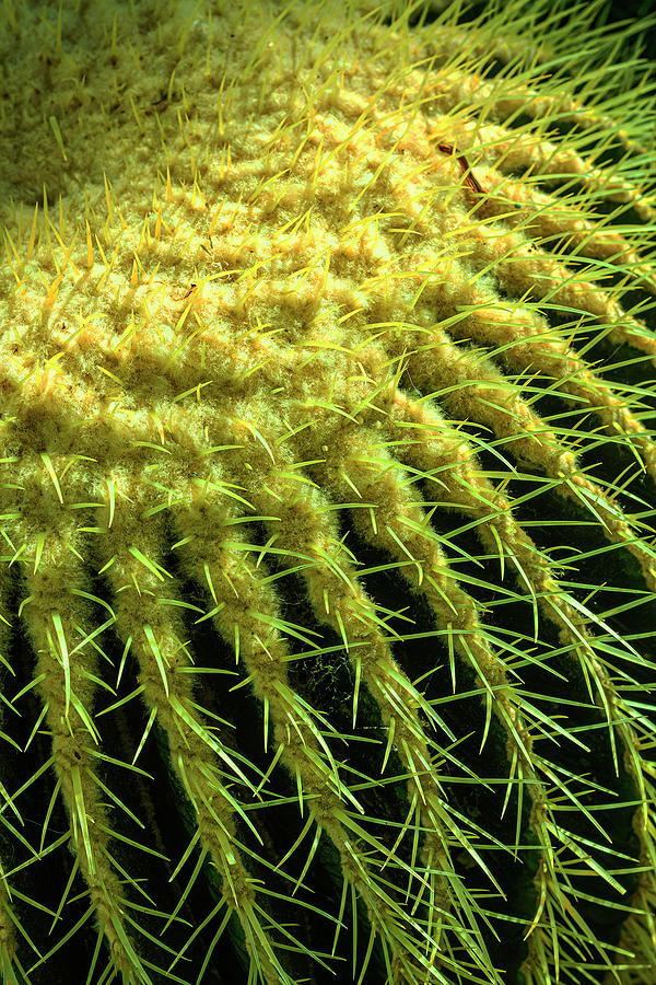 Barrel Cactus-002-C Photograph by David Allen Pierson Barrel Cactus-002-C Photograph by David Allen Pierson