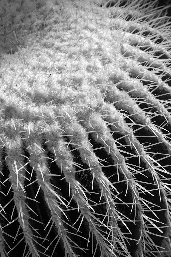 Barrel Cactus-002-M Photograph by David Allen Pierson Barrel Cactus-002-M Photograph by David Allen Pierson