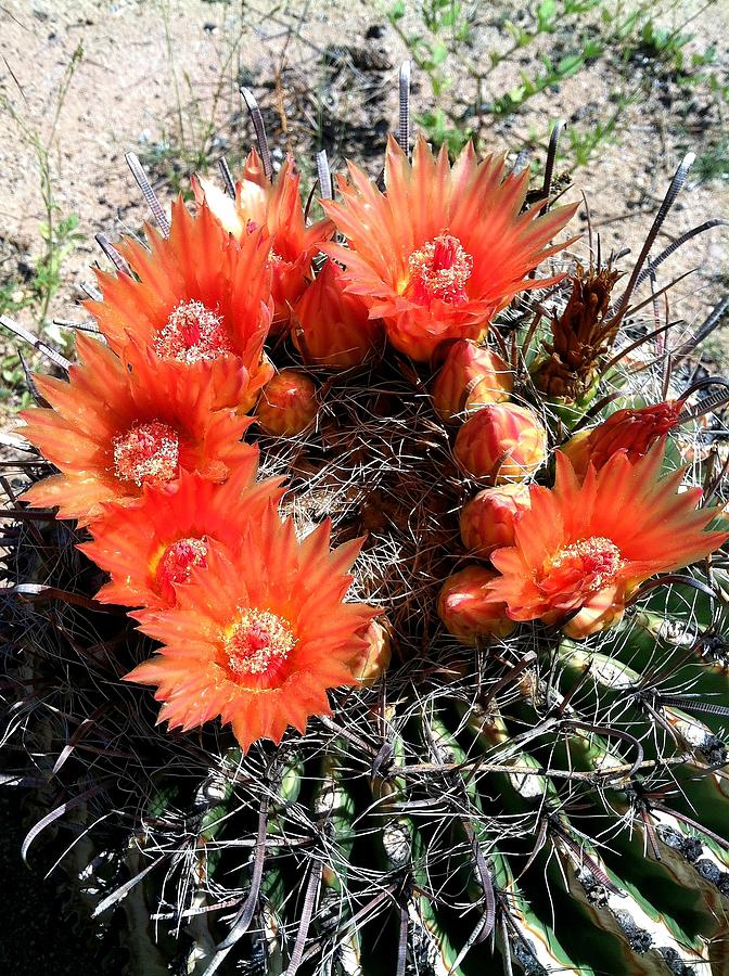 Barrel Cactus 2 Photograph by Elizabeth Wright - Fine Art America