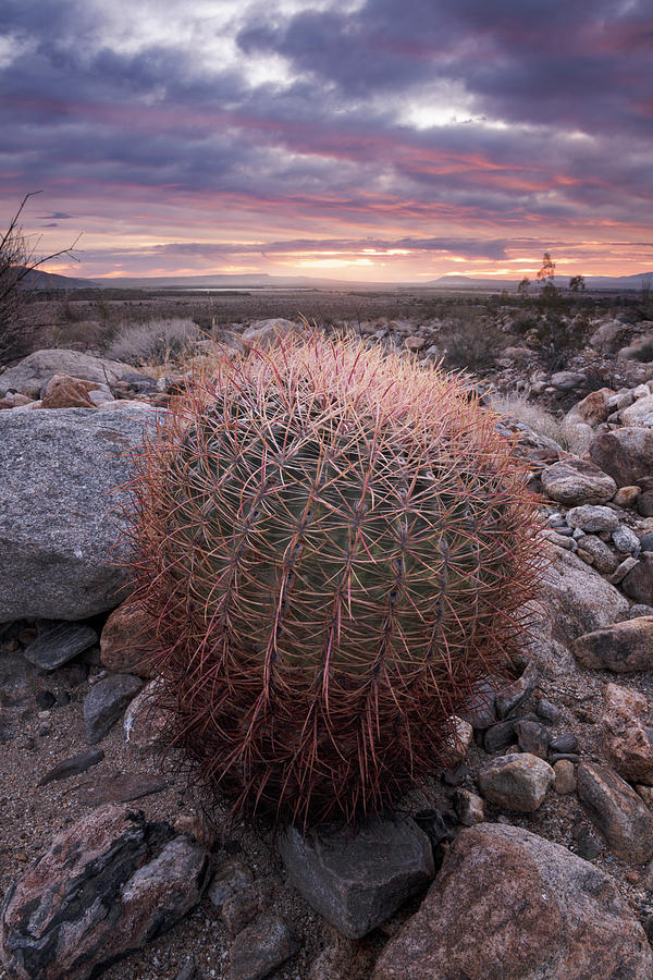 San Diego Photograph - Barrel Cactus and Colorful Clouds by William Dunigan