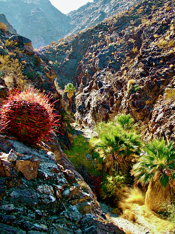 Barrel Cactus and Washiingtonian Fan Palms, Carizzo Canyon Trail, California Photograph by Ruth Hager