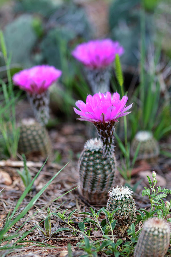 Barrel Cactus Bloom #1 Photograph by Steve Templeton