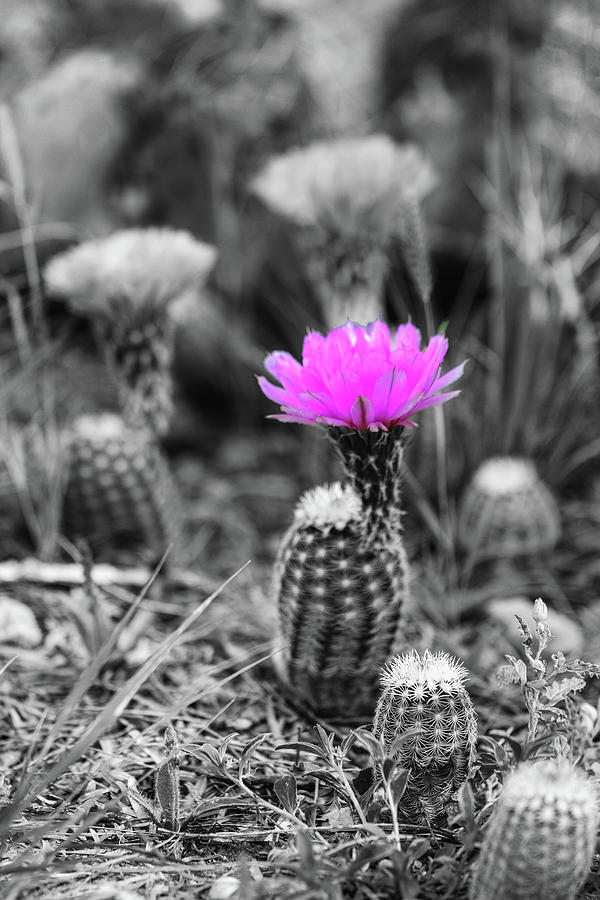 Barrel Cactus Bloom #2 Photograph by Steve Templeton