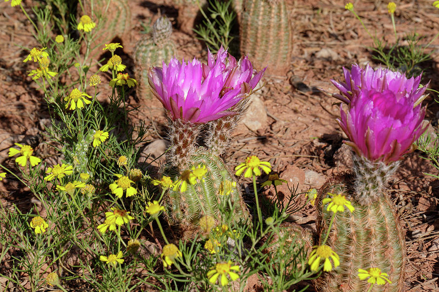 Barrel Cactus Bloom #3 Photograph by Steve Templeton